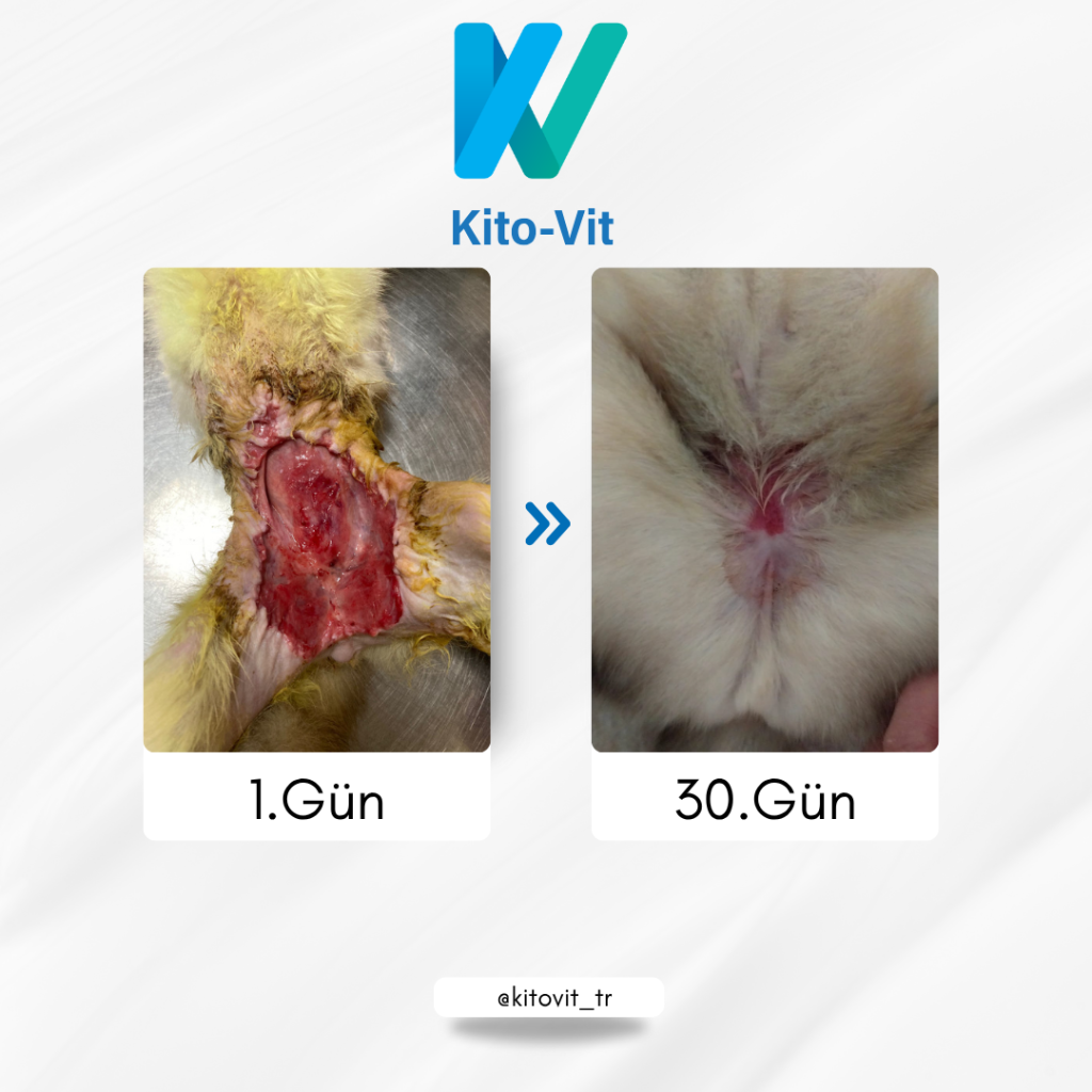 kito-vit-kedi yoda